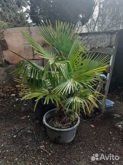 Пальма трахикарпус