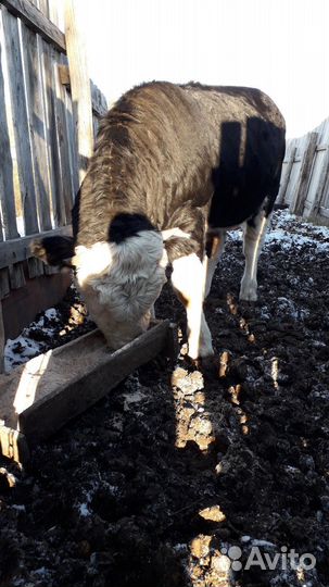 Бычки и быки