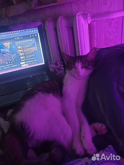 Кошка в дар бесплатно