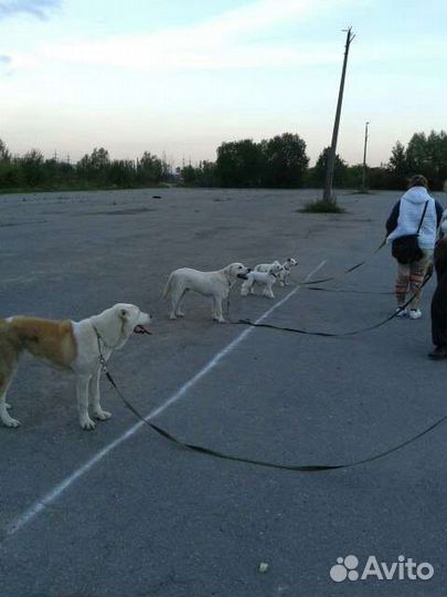 Дрессировка собак. Колпино.Кинолог.Консультация