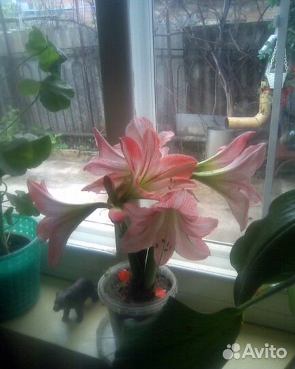 Цветы Гиппеаструм луковицы многолетки обмен