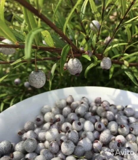 Экзотические плодовые растения