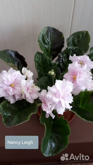 Фиалки сортовые