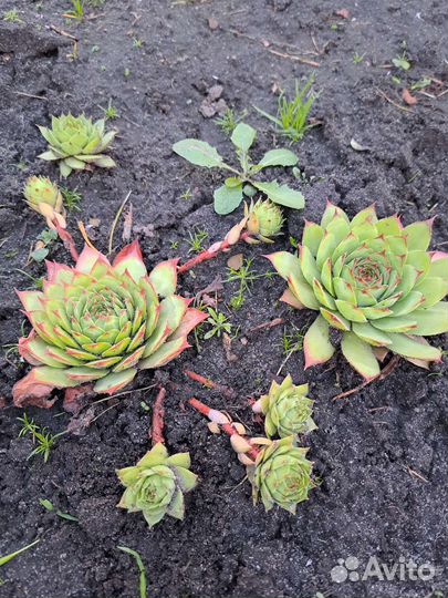 Молодило каменная Роза