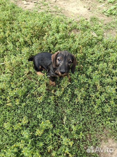 Жесткошерстная такса