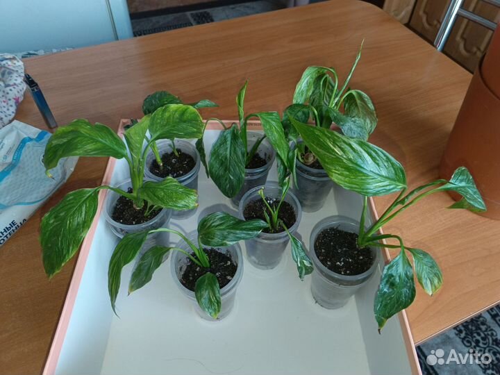 Спатифиллум Джемини