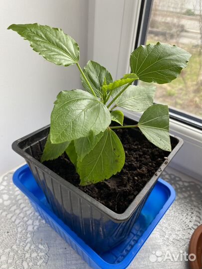 Гибискус, укорененные черенки