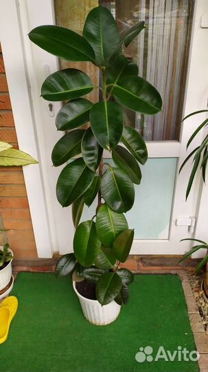 Фикус каучуконосный большой