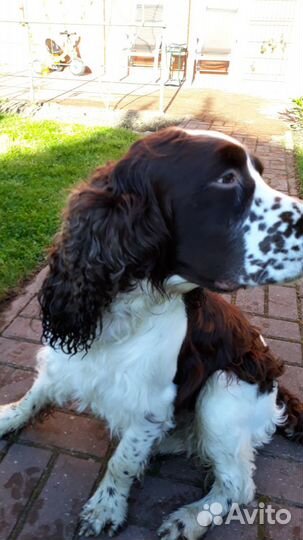 Спрингер Спаниель вязка