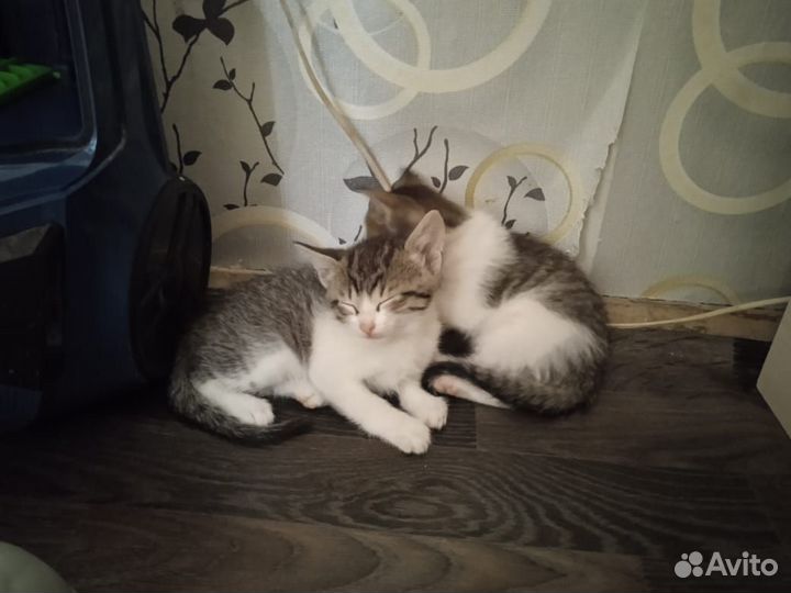 Котята отдам в добрые руки бесплатно