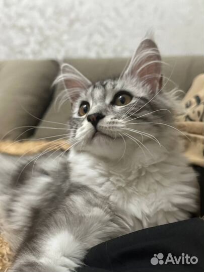 Котята мейн-кун