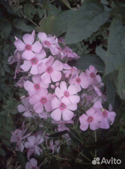 Флоксы (саженцы)