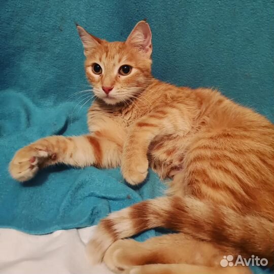 Рыжуля ищет родной дом