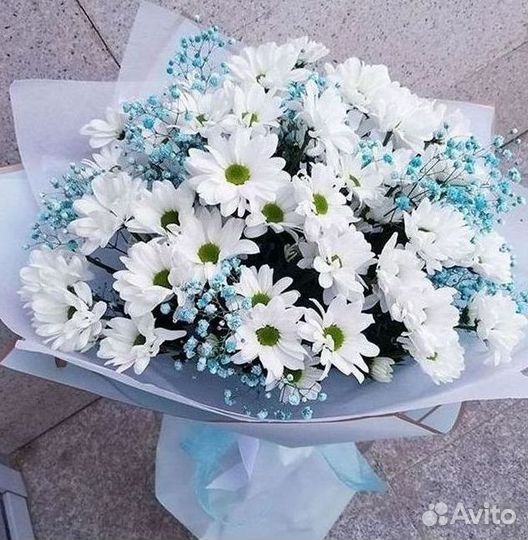 Хризантема