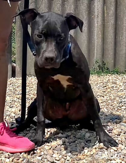 Щенок питбуля