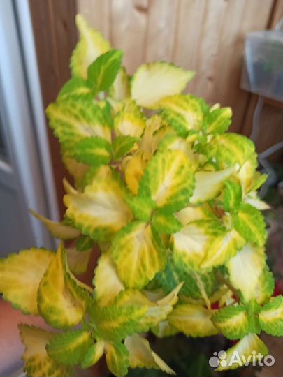 Колеусы вегетативные