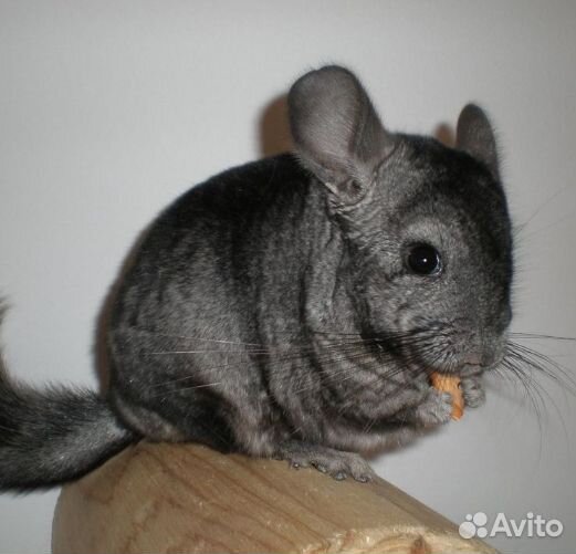 Шиншилла
