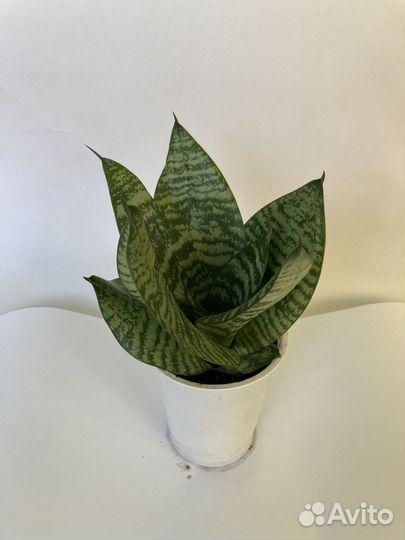 Сансевиерия