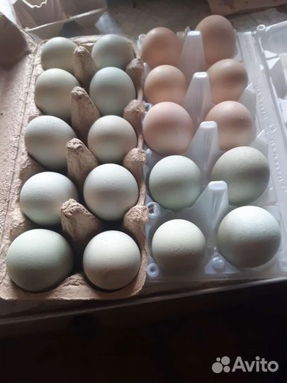 Инкубационное яйцо куриное домашние . цена 20 р