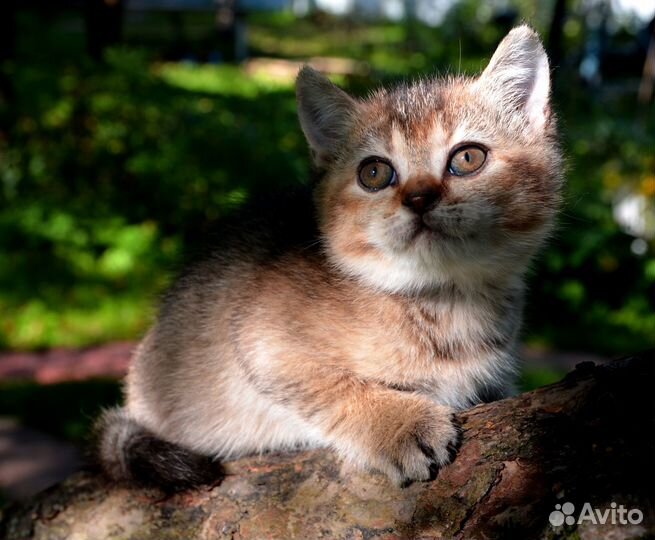 Британский котенок, девочка