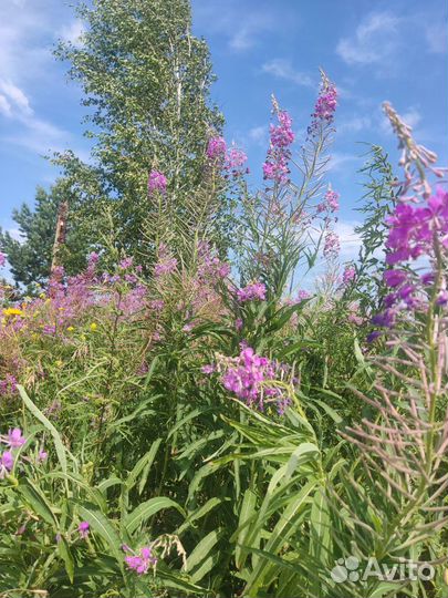 Мед от честного пасечника