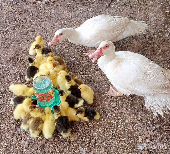 Утята от индоутки