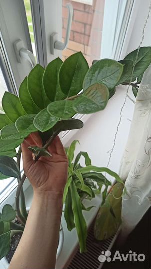 Замиокулькас 90см