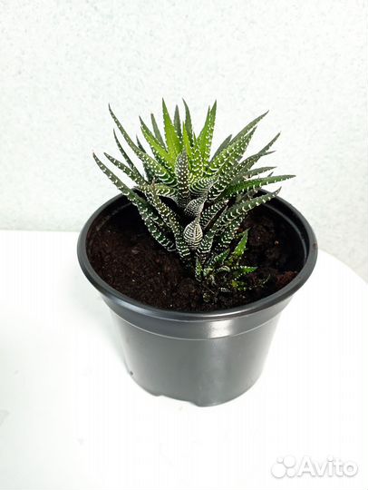 Суккуленты хавортия