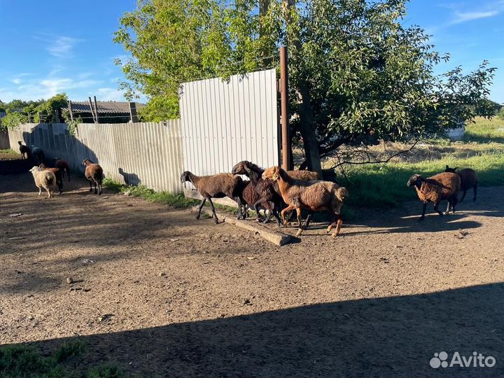 Эдельбаевские овцы