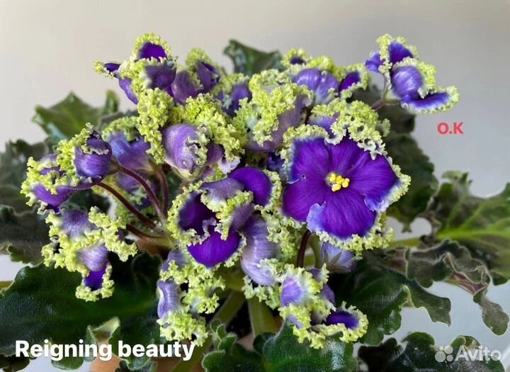 Фиалка сартовая детки