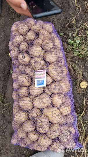 Картошка помидоры