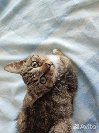 Ищет дом котенок