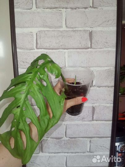 Филодендроны, монстеры