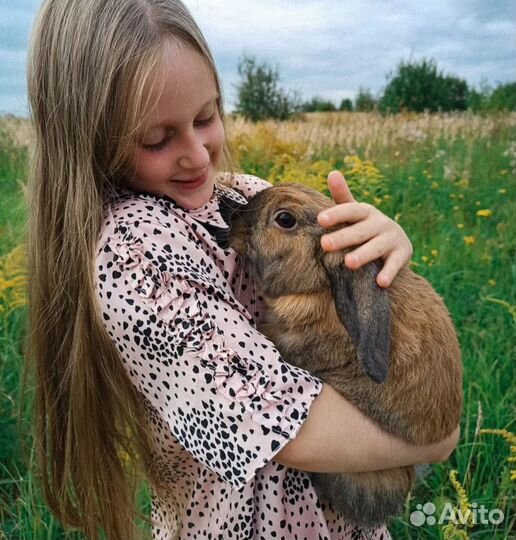 Вислоухий декоративный кролик 
