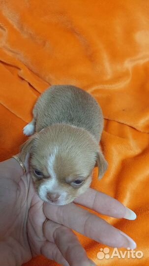 Щенок Чихуахуа мини