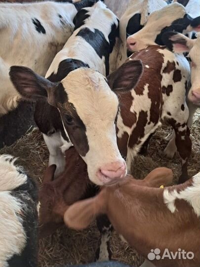 Телята на откорм