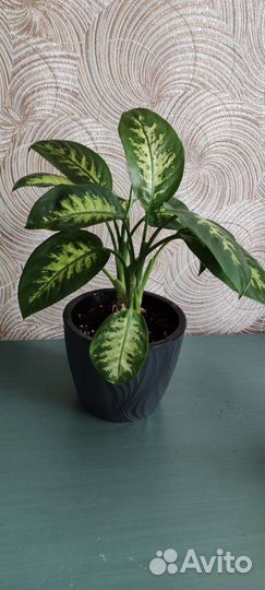 Диффенбахия