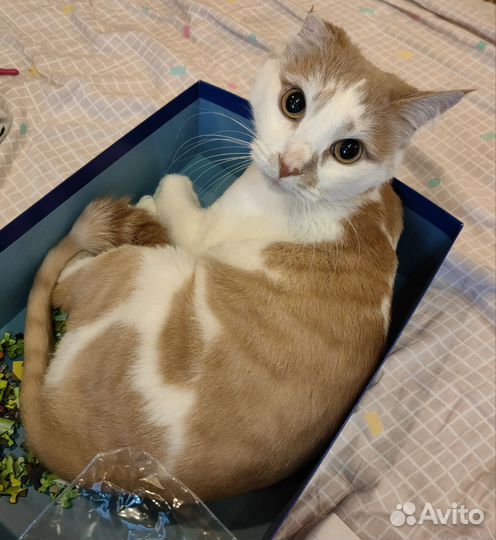 Кот в частный дом