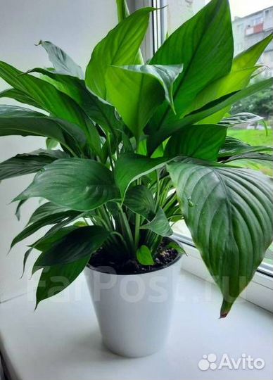 Комнатные цветы