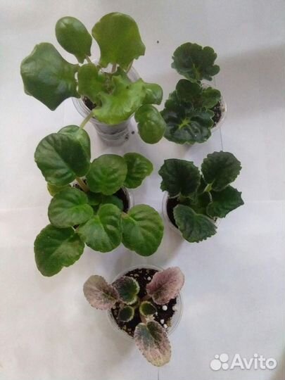 Продам детки и укорененные черенки сотовых фиалок