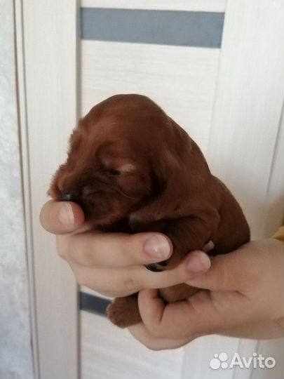 Английский Кокер спаниель