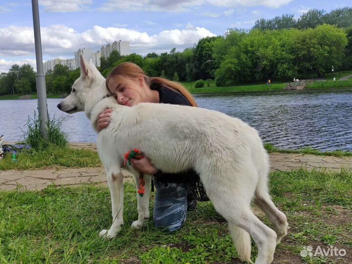 Выгульщик собак