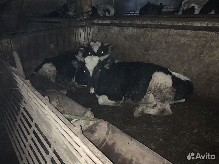 Мясо свинина, телятина