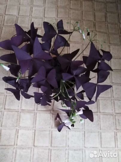 Кислица детки