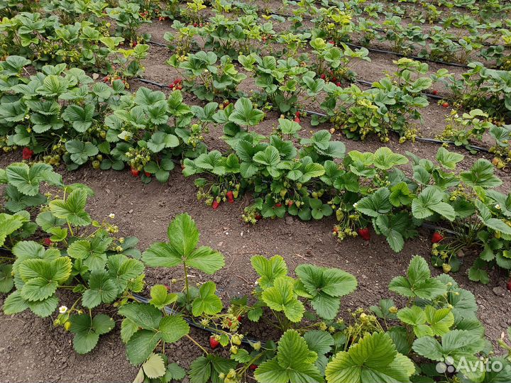 Рассада клубники