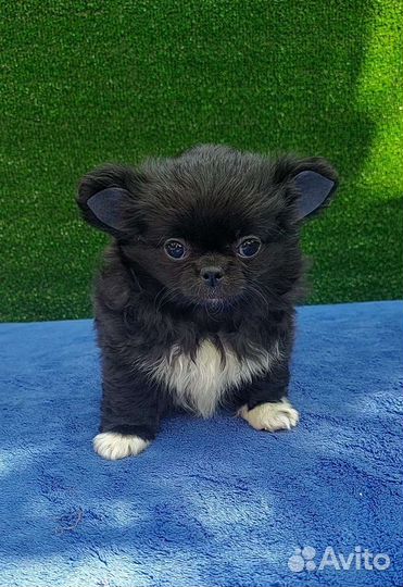Девочка чихуа черная беби фейс
