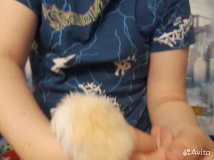 Сирийские хомяки