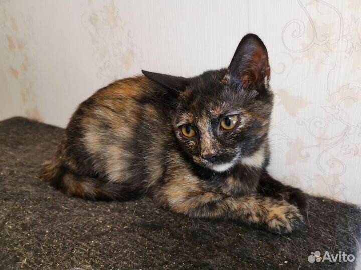 Ласковый котенок от домашней кошки ищет семью