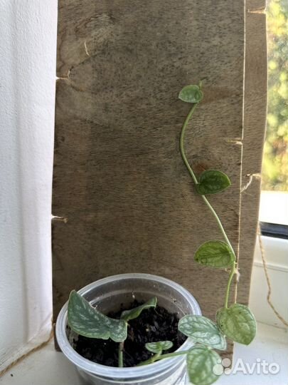 Монстера дубиа / monstera dubia