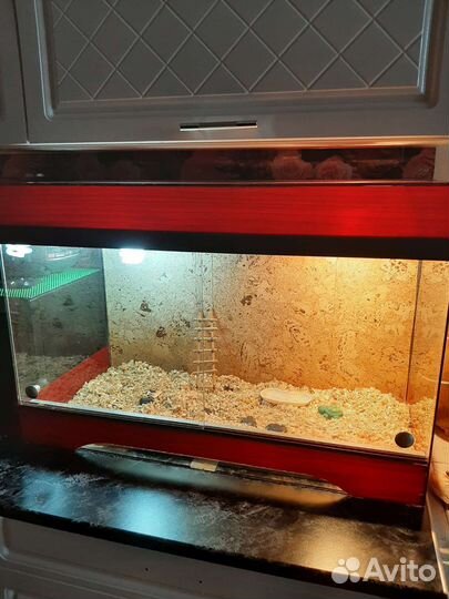 Террариум для сухопутной черепахи